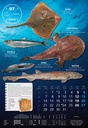 "S RIBARNICE" 13 list., dim: 33x55 cm, PVC vrećica, P/40, color kalendar