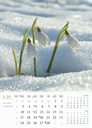 "CVIJEĆE" 13 list., dim: 24x53,5 cm, PVC vrećica, P/50, color kalendar