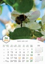 "PČELE" 13 list., dim: 30,5x50 cm, PVC vrećica, P/50, color kalendar