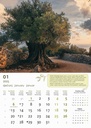 "MASLINE" 13 list., dim: 30,5x50 cm, PVC vrećica, P/50, color kalendar