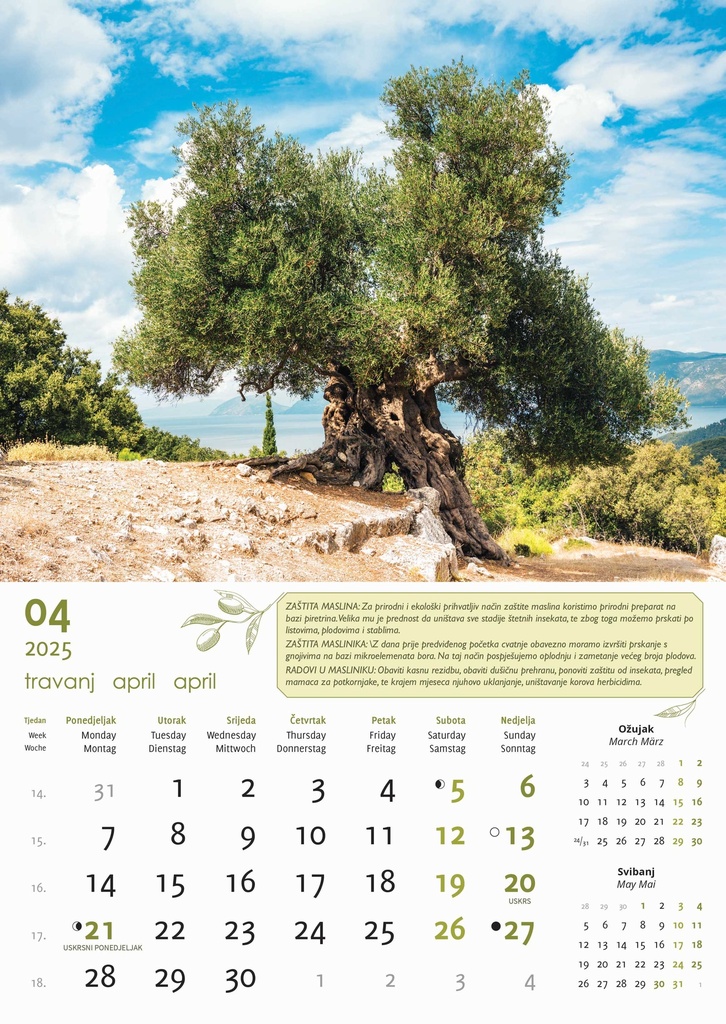 "MASLINE" 13 list., dim: 30,5x50 cm, PVC vrećica, P/50, color kalendar