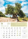 "MASLINE" 13 list., dim: 30,5x50 cm, PVC vrećica, P/50, color kalendar