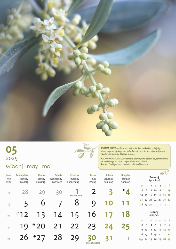 "MASLINE" 13 list., dim: 30,5x50 cm, PVC vrećica, P/50, color kalendar
