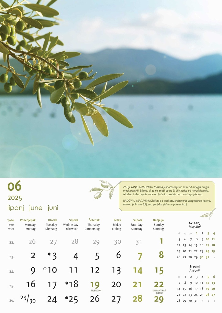 "MASLINE" 13 list., dim: 30,5x50 cm, PVC vrećica, P/50, color kalendar
