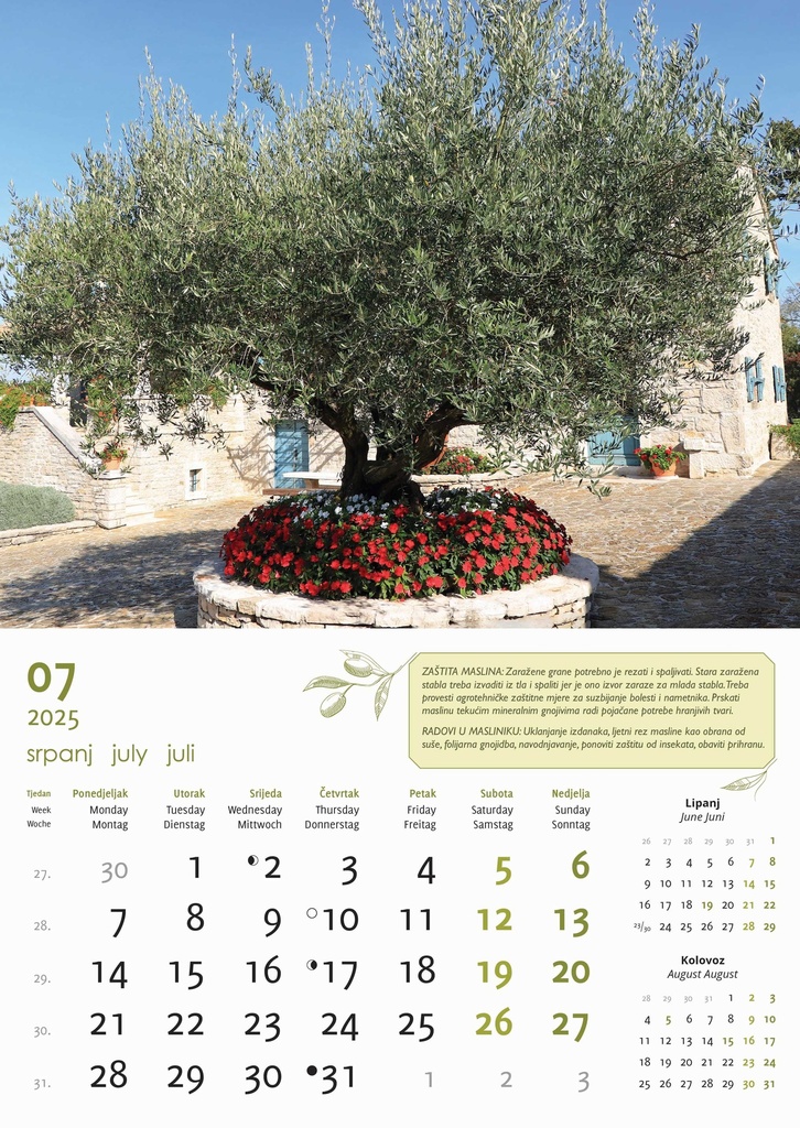 "MASLINE" 13 list., dim: 30,5x50 cm, PVC vrećica, P/50, color kalendar