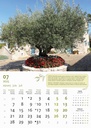 "MASLINE" 13 list., dim: 30,5x50 cm, PVC vrećica, P/50, color kalendar