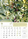"MASLINE" 13 list., dim: 30,5x50 cm, PVC vrećica, P/50, color kalendar