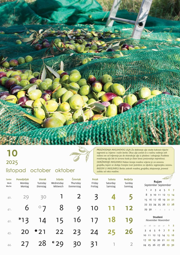 "MASLINE" 13 list., dim: 30,5x50 cm, PVC vrećica, P/50, color kalendar