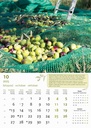"MASLINE" 13 list., dim: 30,5x50 cm, PVC vrećica, P/50, color kalendar