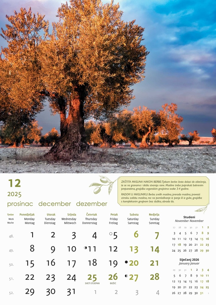 "MASLINE" 13 list., dim: 30,5x50 cm, PVC vrećica, P/50, color kalendar